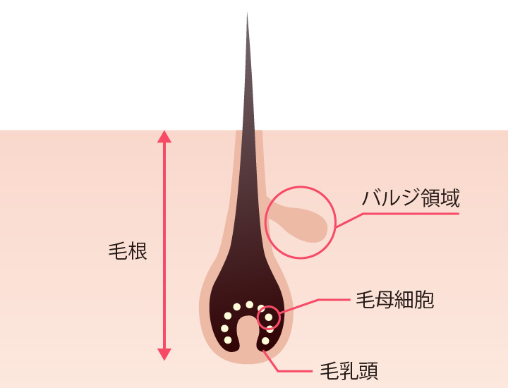 バルジ領域・毛乳頭・毛母細胞は発毛組織